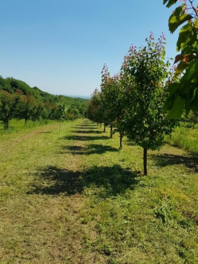 GRAĐEVINSKO ZEMLJIŠTE, TOP LOKACIJA - RIVICA, IRIG