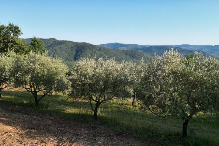 Istra, Motovun, građevinsko zemljište s pogledom na povijesne gradove 