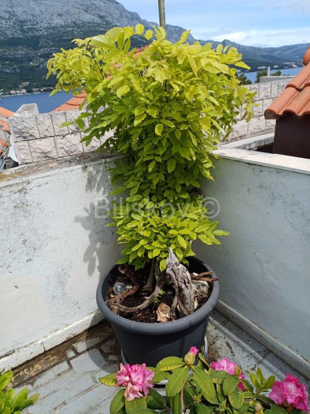 Korčula, centar, prodaja kuća, terasa, pogled na more