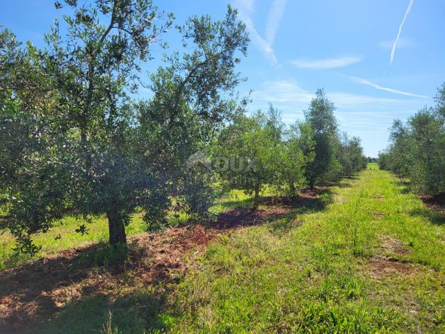 ISTRA, NOVIGRAD - Prostrani maslinik s 300 maslina i gospodarskim objektom