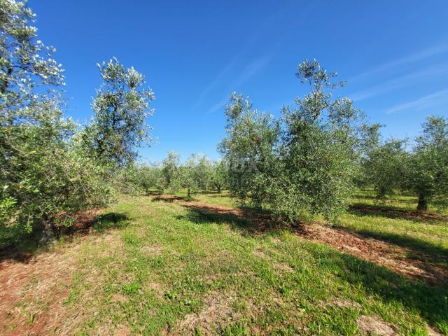 ISTRA, NOVIGRAD - Prostrani maslinik s 300 maslina i gospodarskim objektom