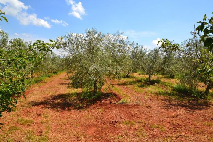 ISTRA, NOVIGRAD - Prostrani maslinik s 300 maslina i gospodarskim objektom