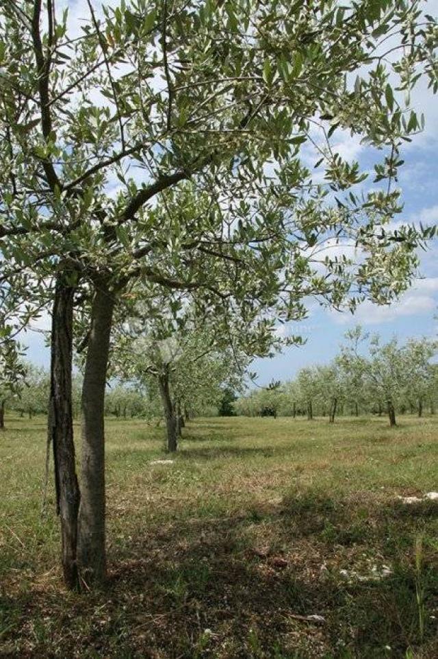 Grundstück Baderna, Poreč, 3.000m2