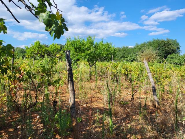 ISTRA, BARBAN - Zemljište s projektom zadnje u građevinskoj zoni