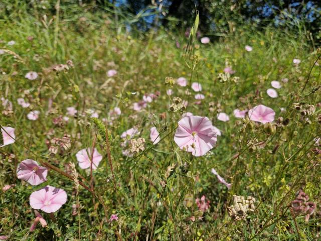 ISTRIEN, ROVINJ – Eine beeindruckende Antiquität auf einem weitläufigen Anwesen