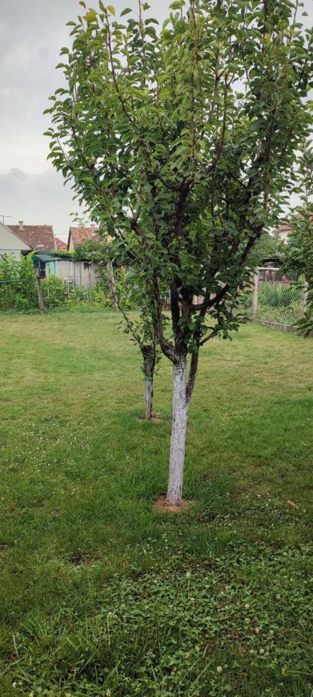 Porodična kuća u Bačkom Jarku