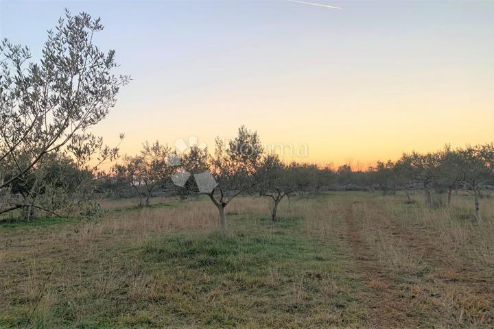 BALE – maslinik i šuma 3 km od mora 