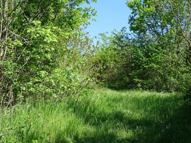 Land Ročko Polje, Buzet, 5.433m2