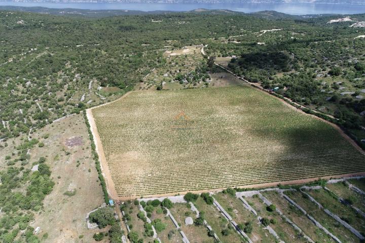 BRAČ - BRUSJE VINOGRAD, RIJETKO NA TRŽIŠTU