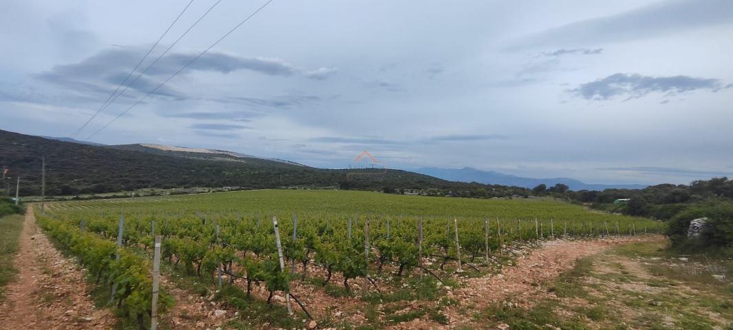 BRAČ - BRUSJE VINOGRAD, RIJETKO NA TRŽIŠTU