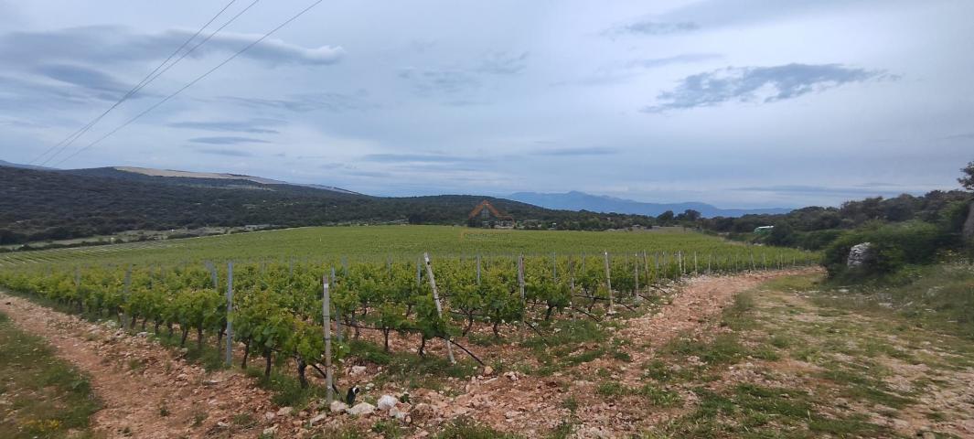 BRAČ - BRUSJE VINOGRAD, RIJETKO NA TRŽIŠTU