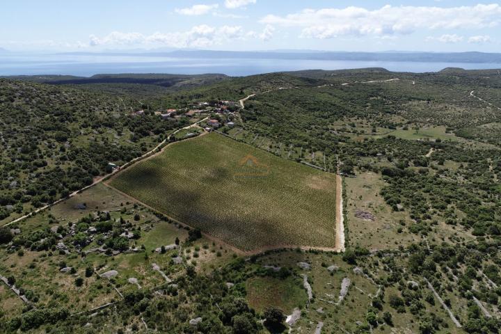 BRAČ - BRUSJE VINOGRAD, RIJETKO NA TRŽIŠTU