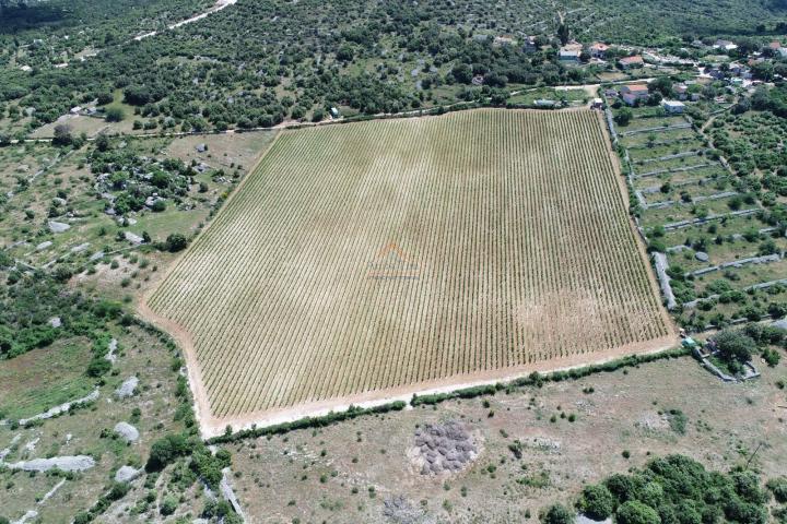 BRAČ - BRUSJE VINOGRAD, RIJETKO NA TRŽIŠTU