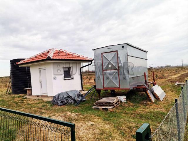 Plantaža lešnika na 5, 12 ha u selu Cerovac kod Kragujevca