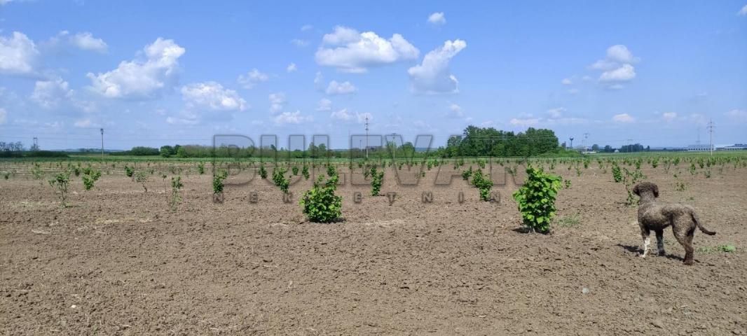 Plantaža lešnika na 5, 12 ha u selu Cerovac kod Kragujevca