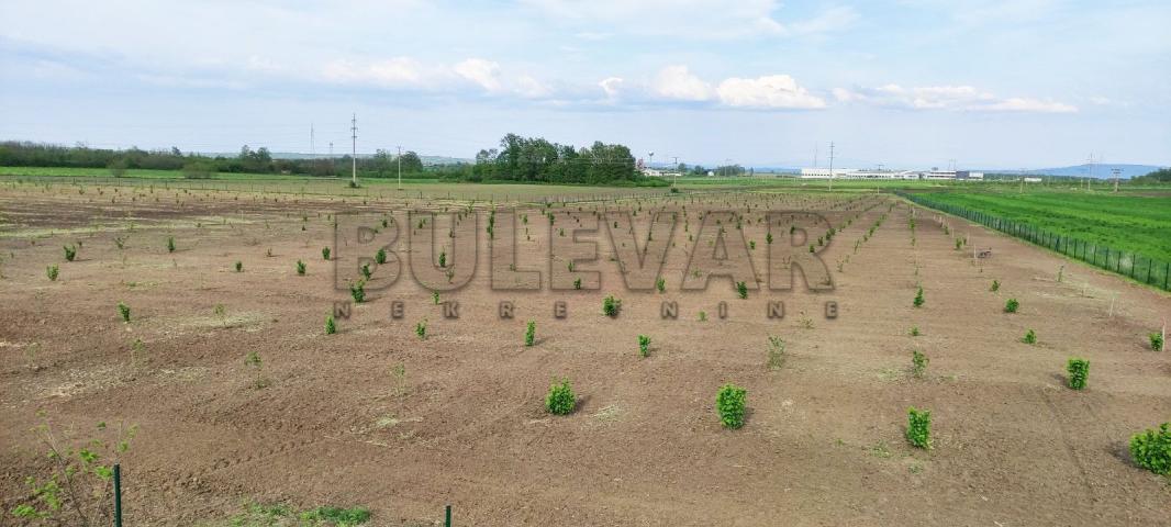 Plantaža lešnika na 5, 12 ha u selu Cerovac kod Kragujevca