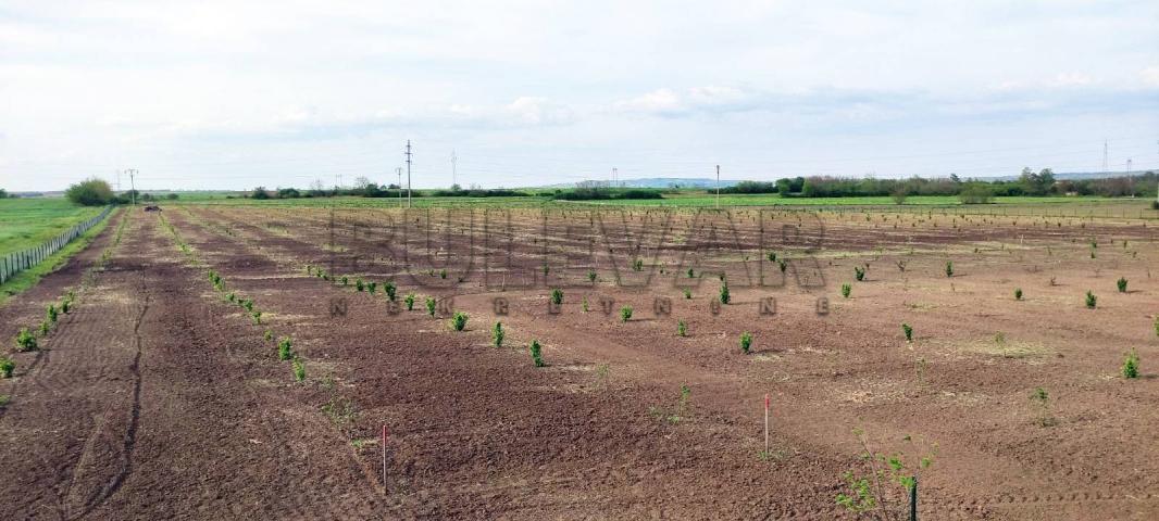 Plantaža lešnika na 5, 12 ha u selu Cerovac kod Kragujevca