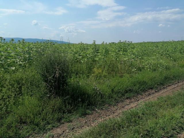 Plac u industrijskoj zoni sa Informacijom o lokaciji, Čamurlijski put, 8189m2