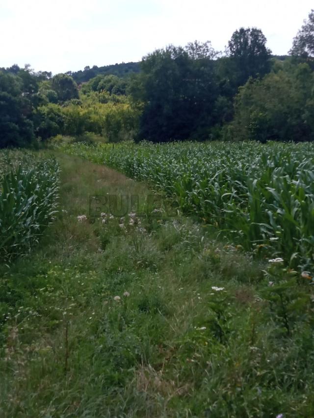 Plac, Desimirovac kod Kragujevca-  površina 5000 m2, poljoprivredno zemljište