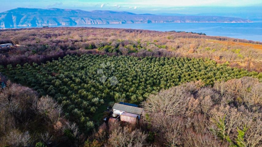 Otok Krk prekrasno imanje  maslinik sa kućom