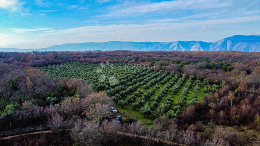 Otok Krk prekrasno imanje  maslinik sa kućom