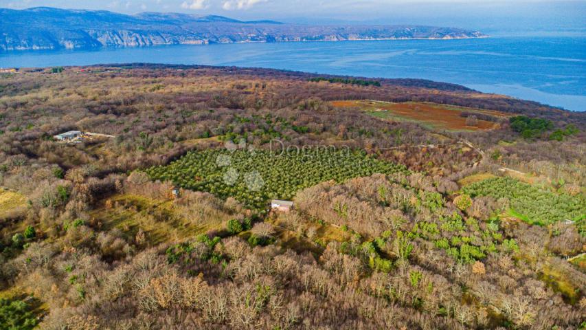 Otok Krk prekrasno imanje  maslinik sa kućom