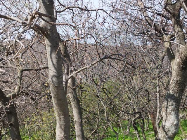 PREKRASNO ZEMLJIŠTE SA POGLEDOM NA MORE