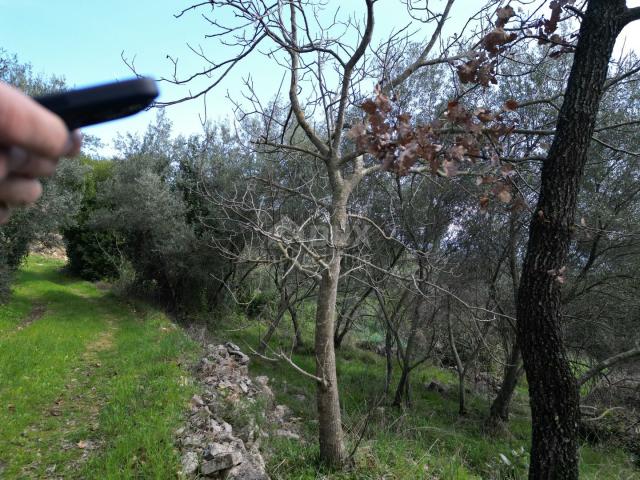 LABIN, SVETA MARINA- stara kuća s građevinskim zemljištem 935m2, pogledom na more i 2 idejna projekt