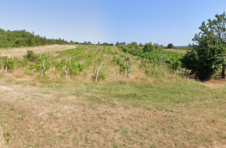 ISTRA, BALE - Poljoprivredno zemljište s bogatim vinogradom i maslinikom