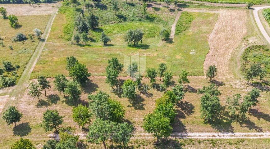 Poreč, okolica, prostrano građevinsko zemljište za izgradnju kuća!