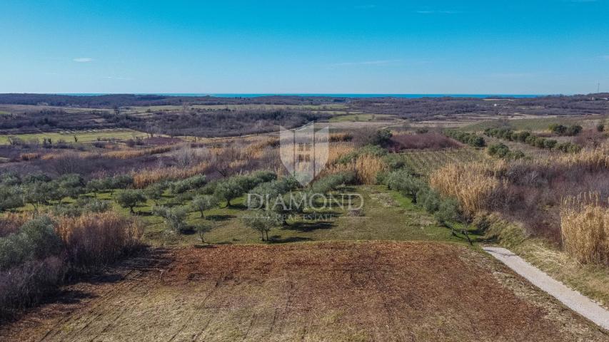 Buje! Prostrano zemljište sa panoramskim pogledom na more!