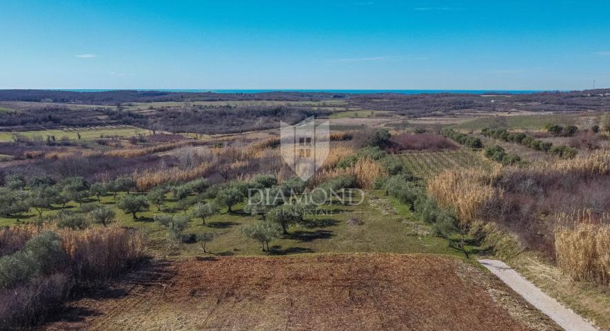 Buje! Predivno zemljište sa panoramskim pogledom na more!