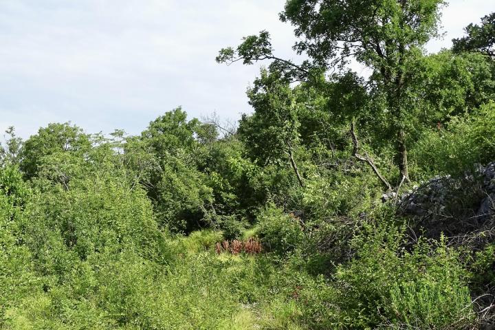 Kostrena, Dujmići, građevinski teren pravilnog oblika od 980m2 s pogledom na more