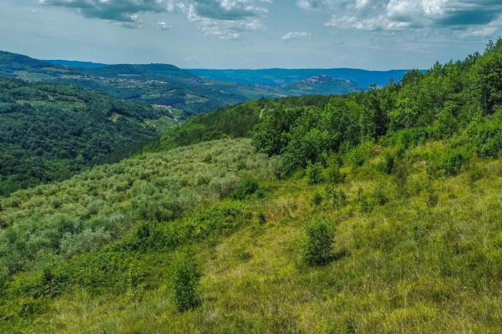 Istra, zemljište 5. 800 m2 s panoramskim pogledom na Motovun i pravomoćnom građevinskom dozvolom