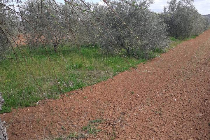 Istra, Rovinj, poljoprivredno zemljište sa ucrtanim objektom, prilika za agroturizam ili OPG