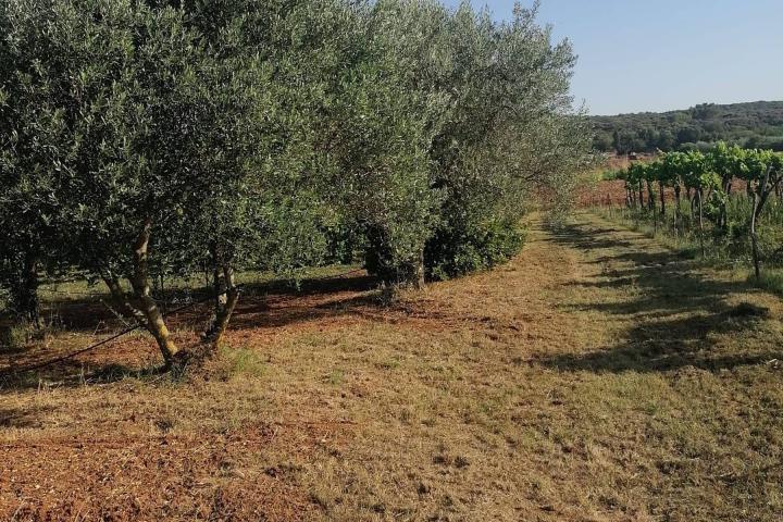 Istra, Rovinj, poljoprivredno zemljište sa ucrtanim objektom, prilika za agroturizam ili OPG