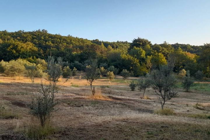 Labin okolica, Stara kamena kuća s 27. 000 m2 poljoprivrednog zemljišta, vinograd i voćnjaci