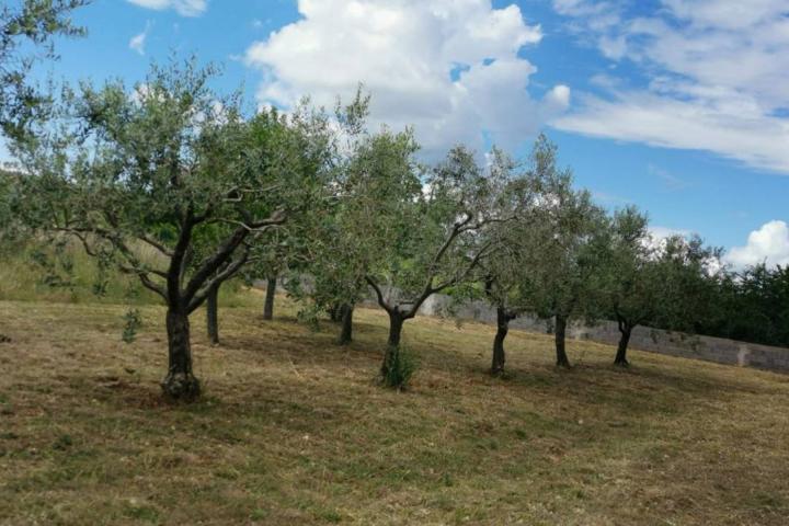 Rovinj, poljoprivredno zemljište veličine 4798 m2 sa upisanim objektima