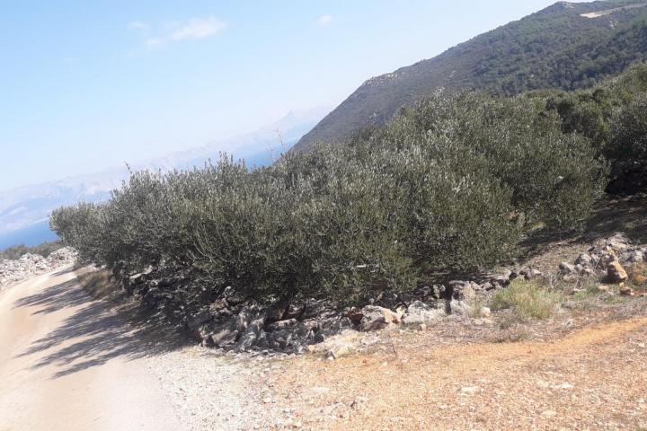 Hvar, Zastražišće, poljoprivredno zemljište, s pogledom na more