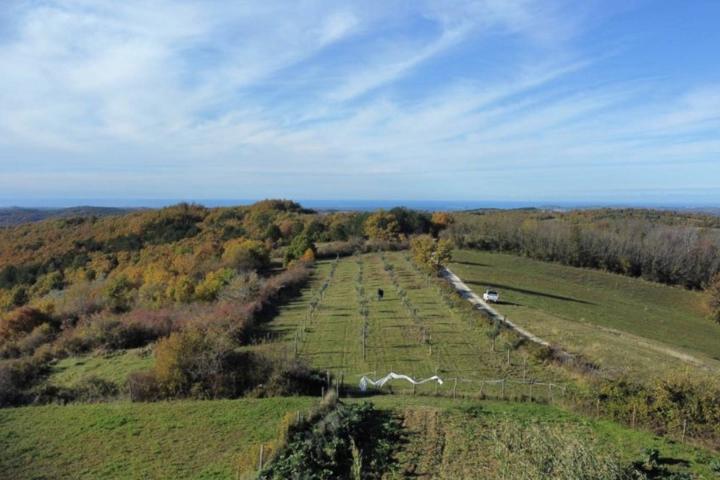 Istra, Momjan - zemljište 4137m2 od kojih je 1871m2 građevinsko