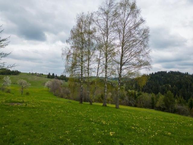 Prodaje se poljoprivredno zemljište  3786 m2, Komarani, Nova Varoš