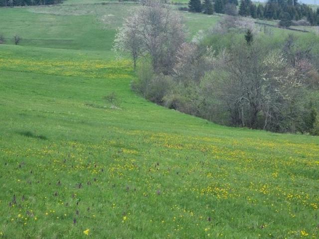 Prodaje se poljoprivredno zemljište  3786 m2, Komarani, Nova Varoš