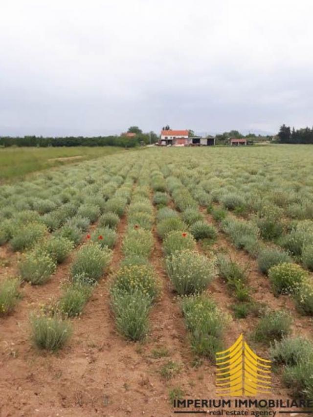 Poljoprivredno zemljište: Benkovac 2900m2