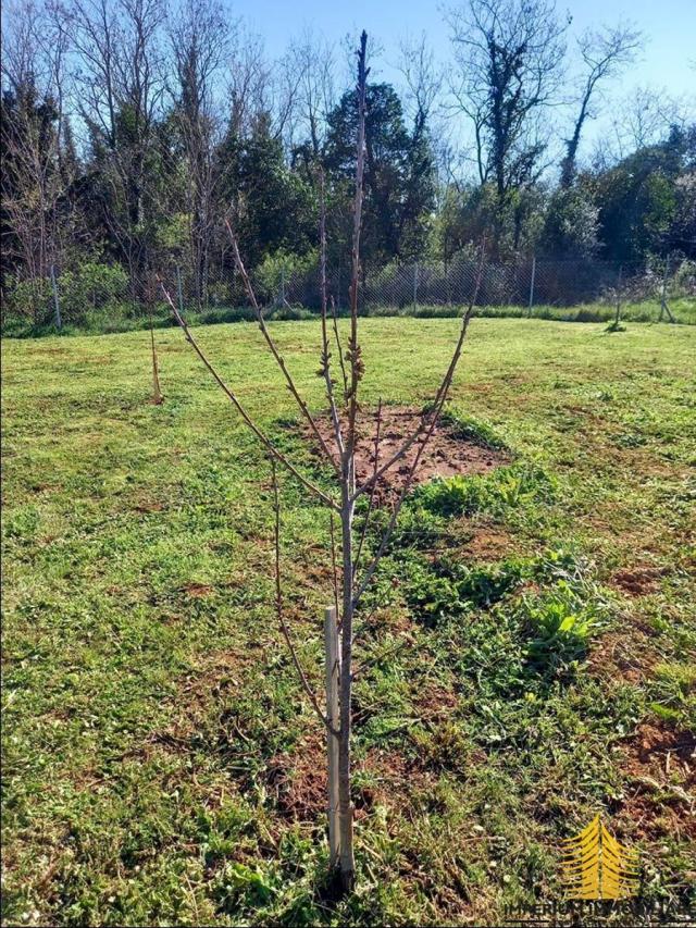 Poljoprivredno zemljište, Vinkuran, 1000 m2, Prodaja