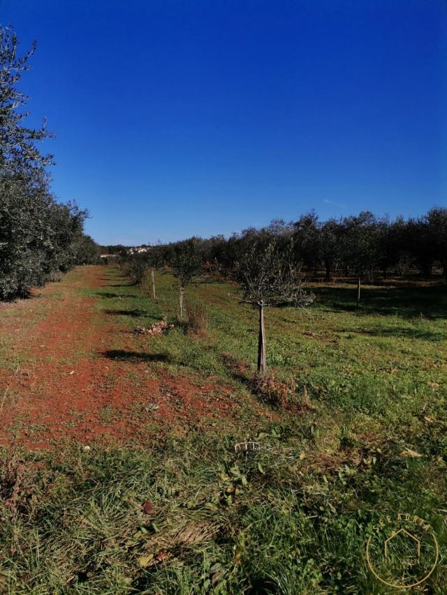 Poljoprivredno zemljište, Kršin