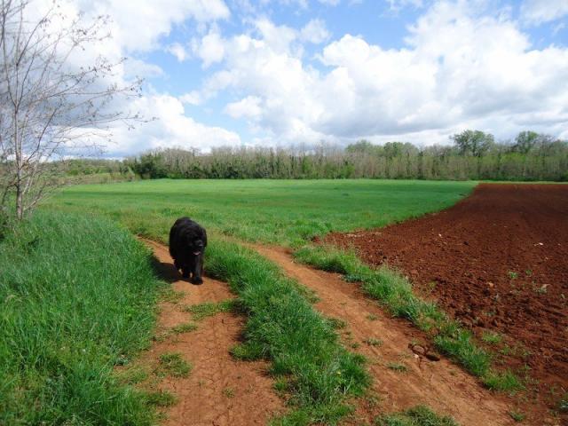 Landwirtschaftliches Grundstück mit Meerblick