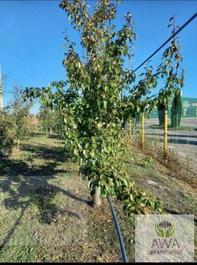 Apatin. Voćnjak kruška 23ar