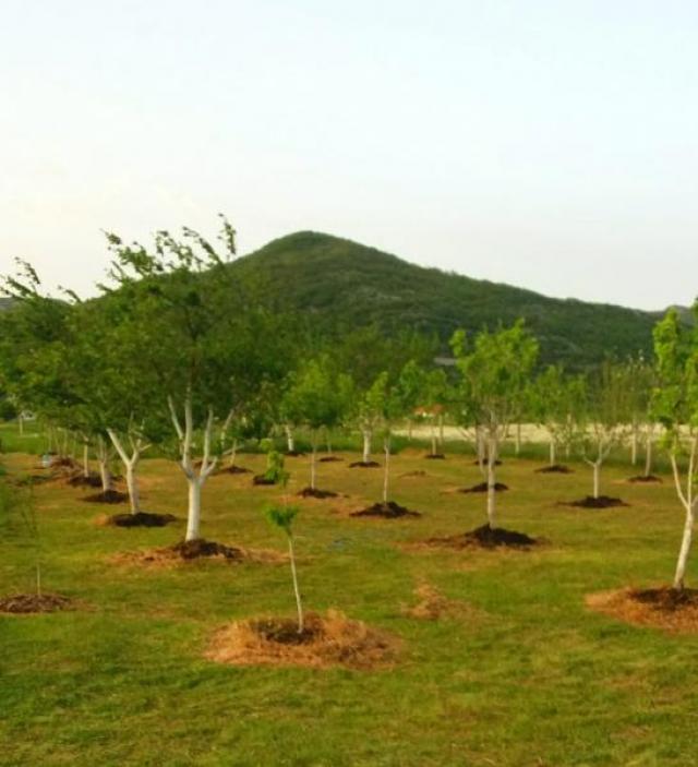 Large plot with a house in Grahovo