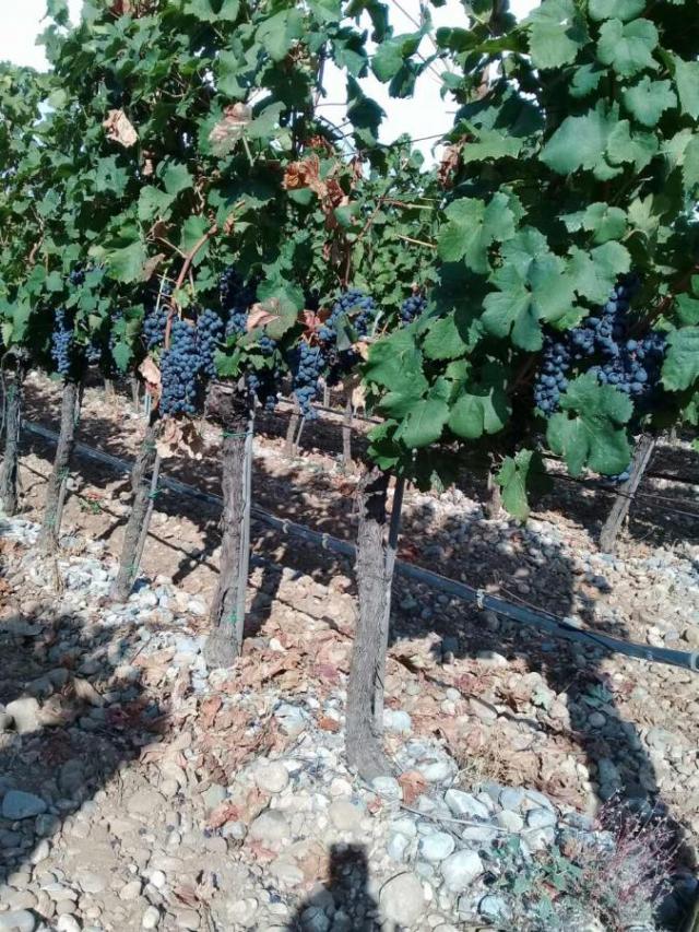 Plot with vineyards in Podgorica for sale