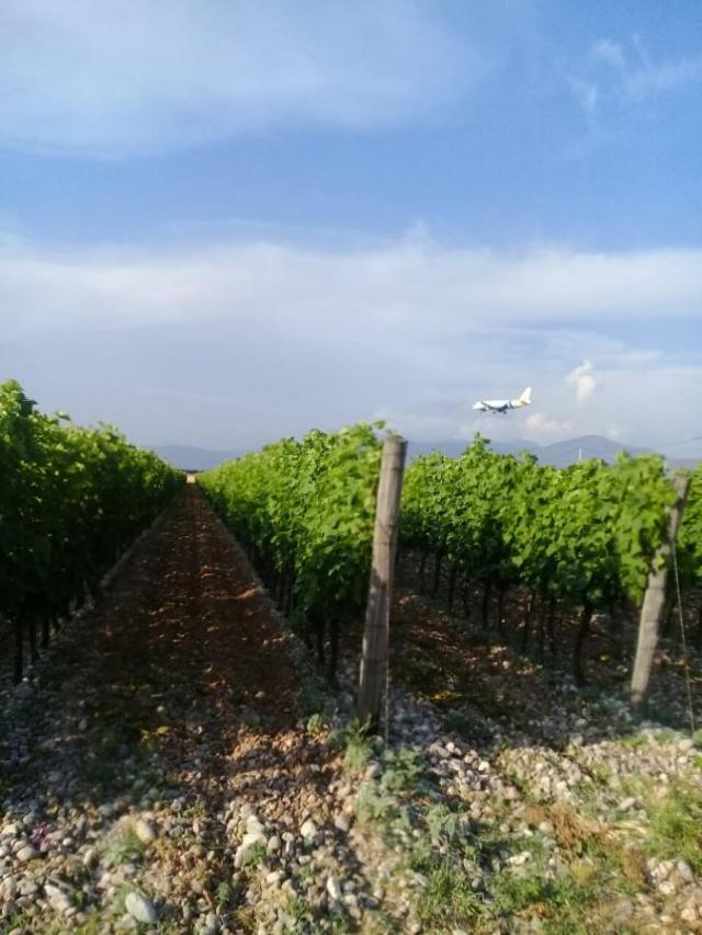 Plot with vineyards in Podgorica for sale